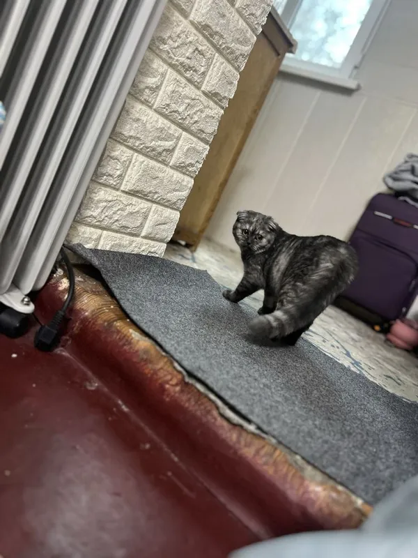 Scottish Fold mushukcha 1 Scottish Fold mushukcha 1