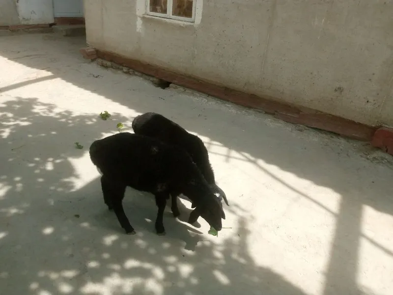 4 ta egizak barralar sotiladi
