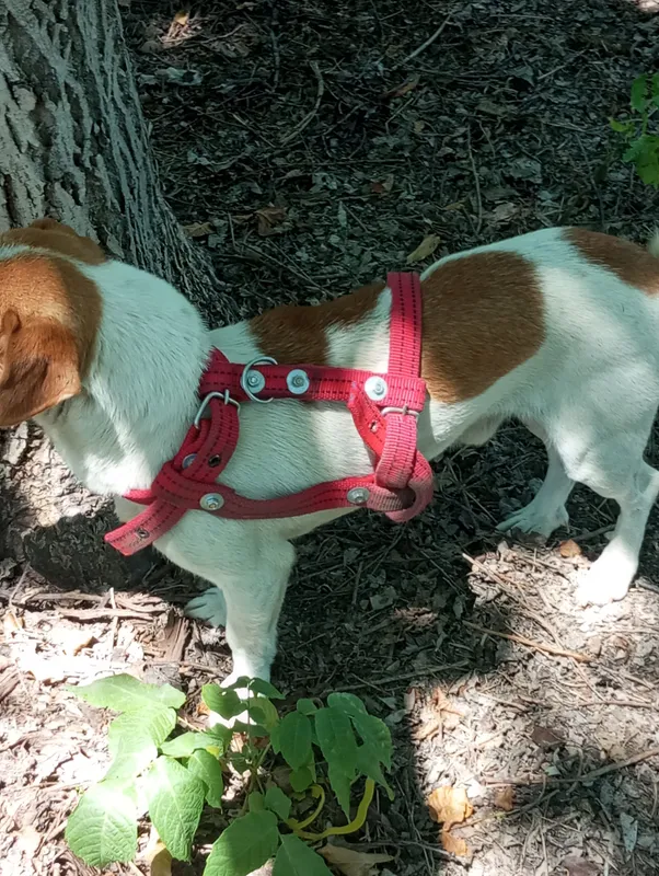 jack rassel teryer вязка qochirish erkak 4