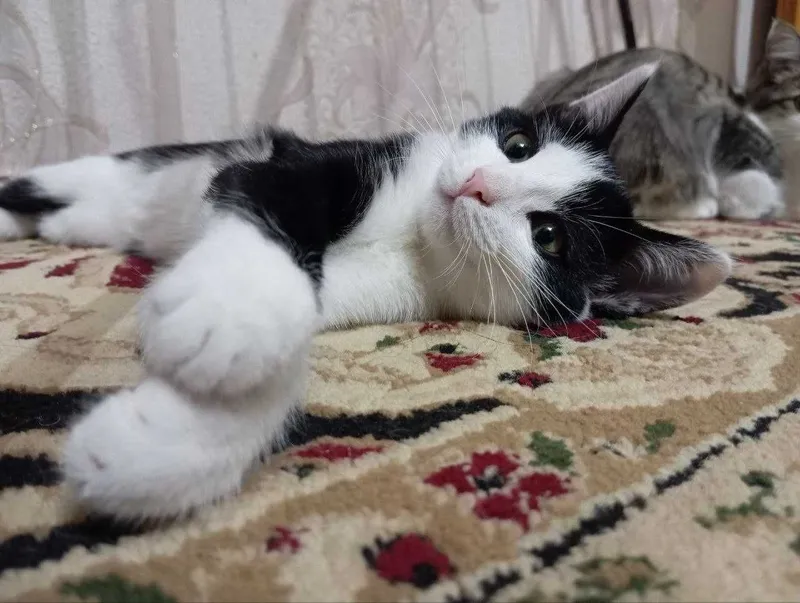 Кошка, девушка 3 месяца в хорошие руки