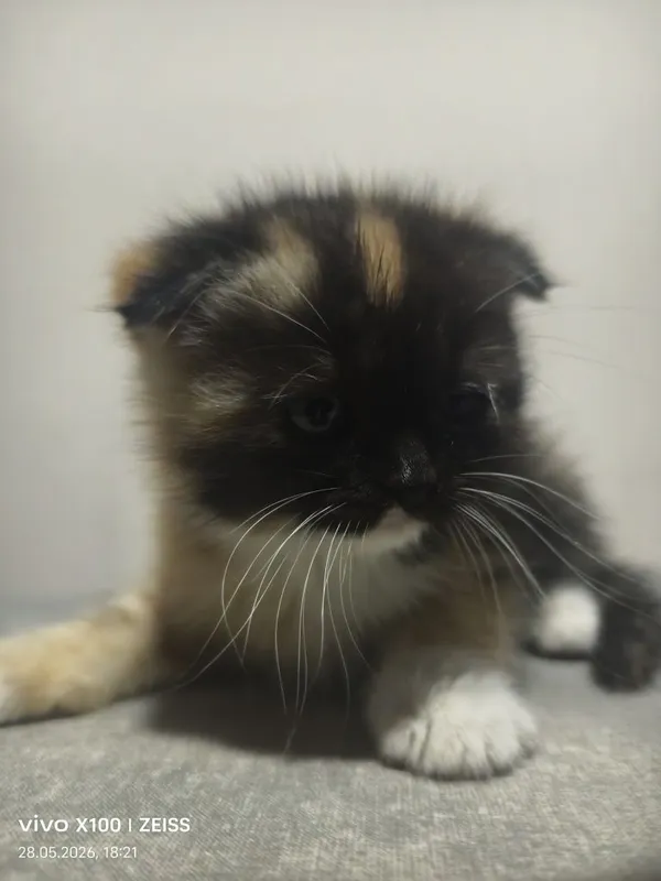 Шотландская вислоухая кошка 1 Шотландская вислоухая кошка 1