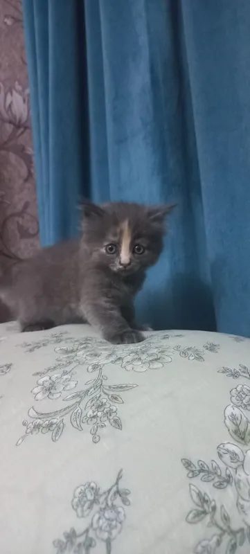 Продаются котята — фото 5