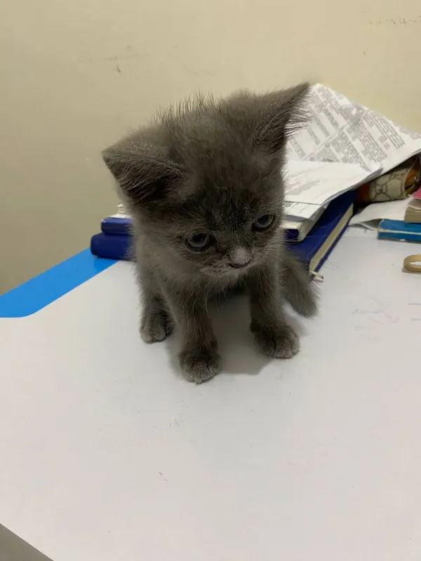 котёнок 2