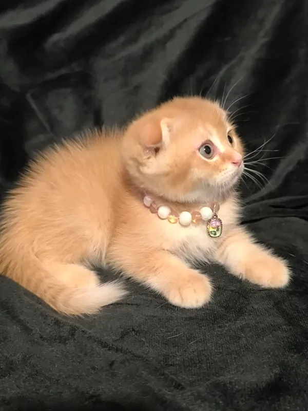 скоттиш фолд — фото 2