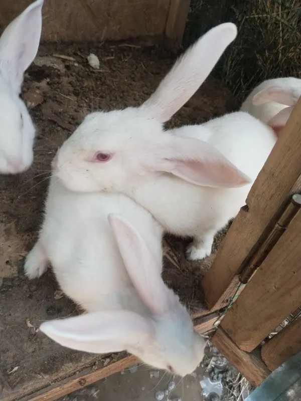 Quyonlar va quyon qafaslari sotilad 5