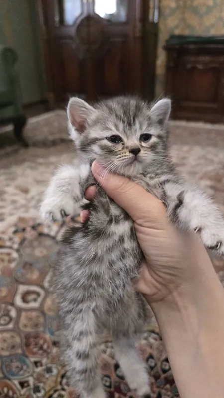Продаются породистые котята шиншилла — фото 2