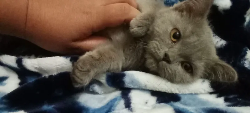 Кошка 1 Кошка 1