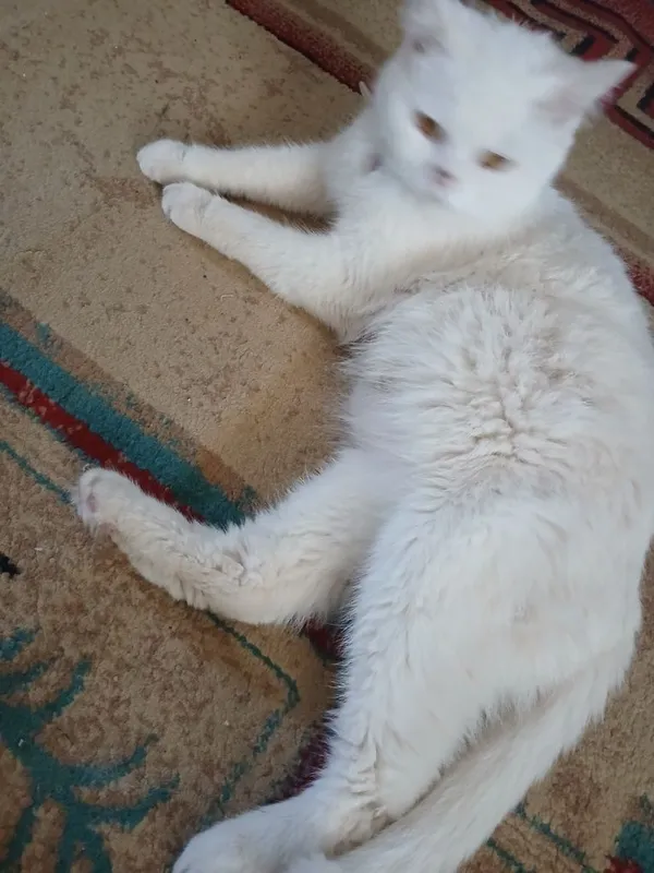Скотч фолд женский — фото 1