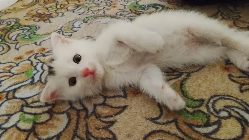 Продаётся кошка с котятами 5 Продаётся кошка с котятами 5