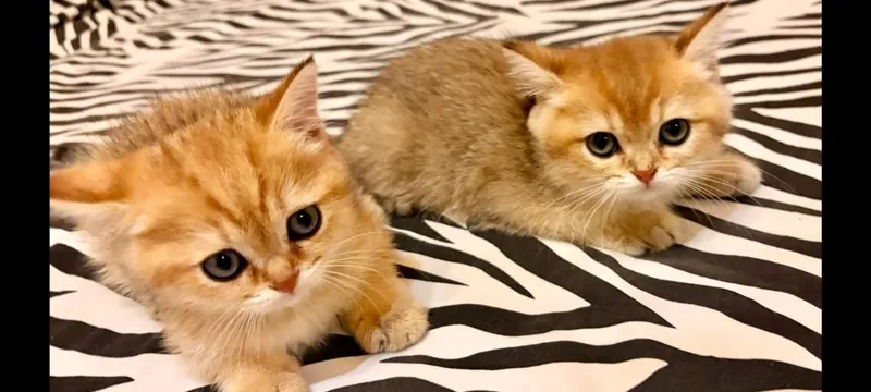 Британские котята (короткошёрстная золотая шиншилла)