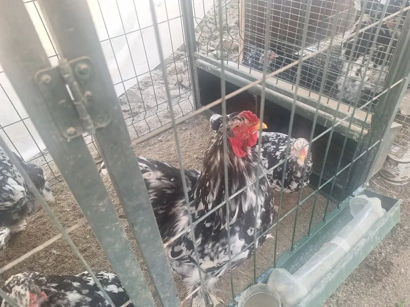 Продаются петухи брама