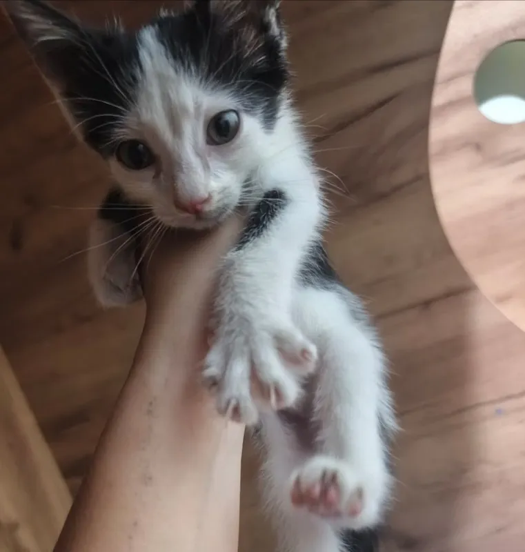 котенок мальчик, 2 недели 2 котенок мальчик, 2 недели 2