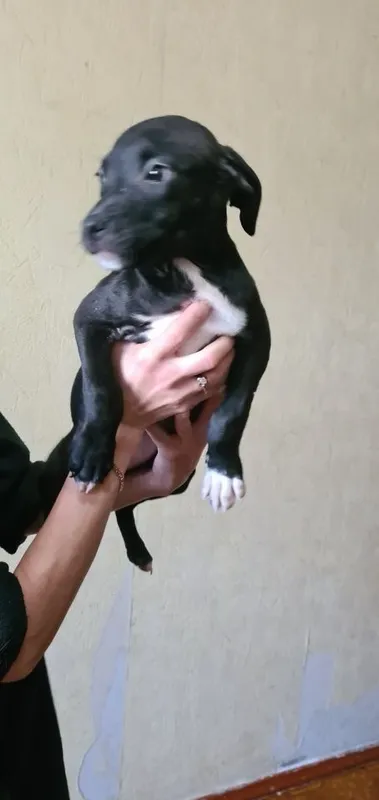 Pitbulteryer sotaman 8 Pitbulteryer sotaman 8
