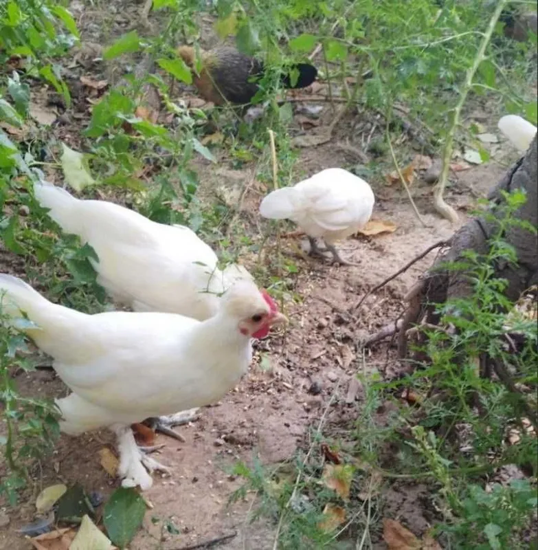 Продам японских кур, бентамка шабо. Продам японских кур, бентамка шабо.