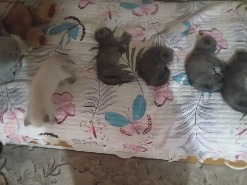 Продам котят 5 Продам котят 5