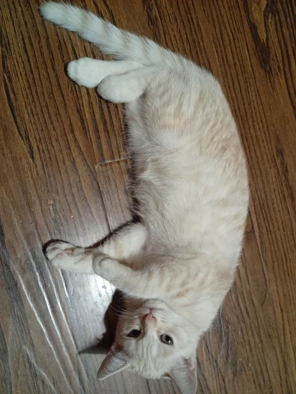 кошка