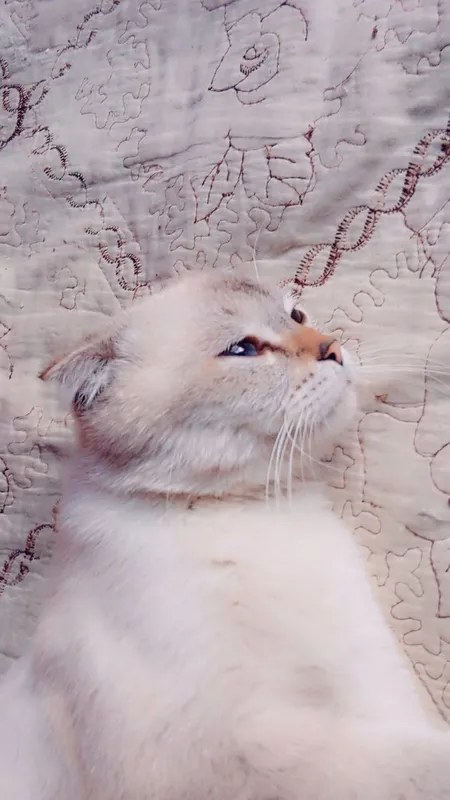 scottish fold mushugi 1 scottish fold mushugi 1