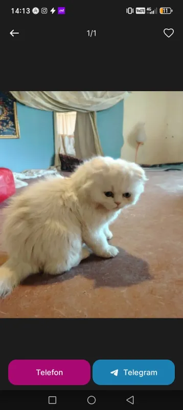 SCOTTISH FOLD