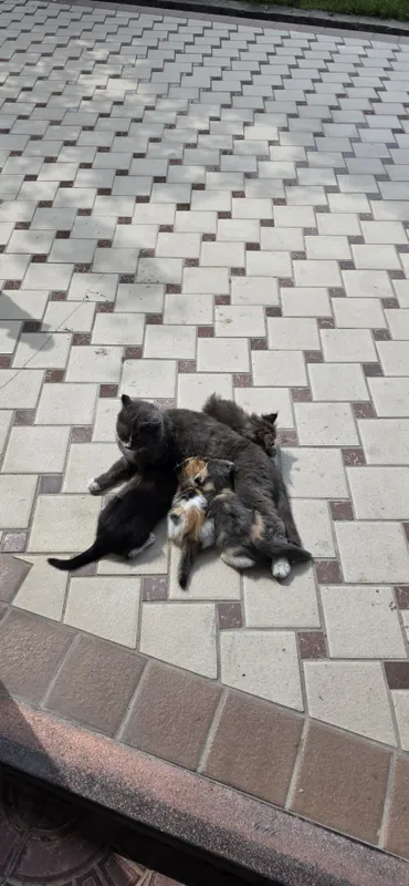 Mushuklar sotladi 1ta onasi 3ta bolasi zotli aqlli mishuklar — фото 1