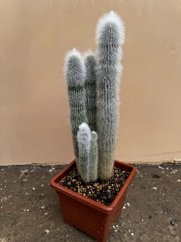 Кактус Cleistocactus strausii — фото 3