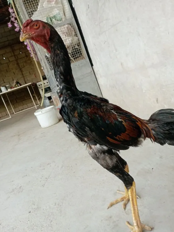 dakan sotiladi zor 1