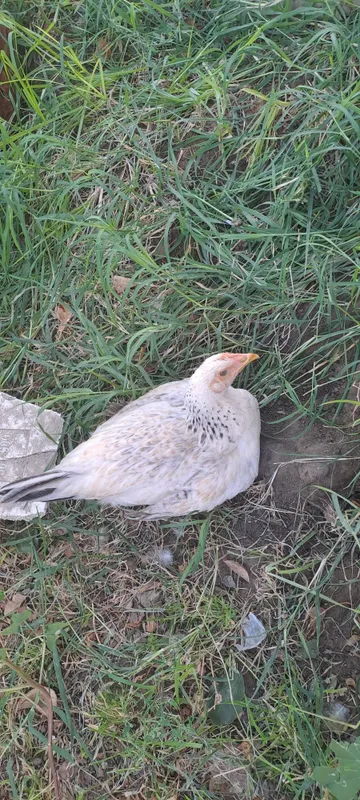 Bramma zotli tovuqlar sotiladi soni 3ta 6