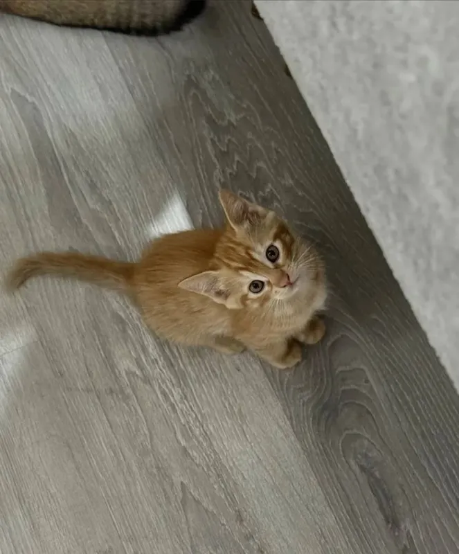 отдам даром котенка отдам даром котенка