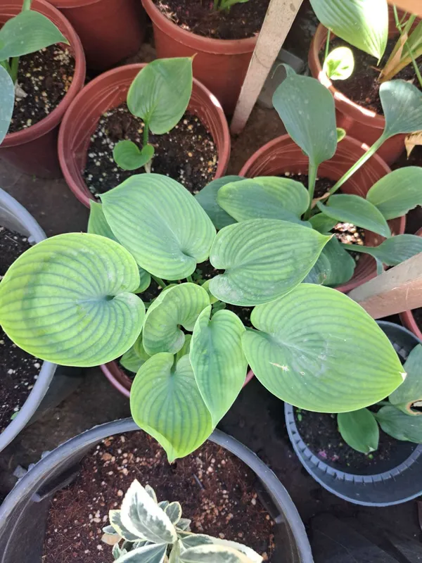 Хоста (лат. Hosta) — «королево тени» — фото 1