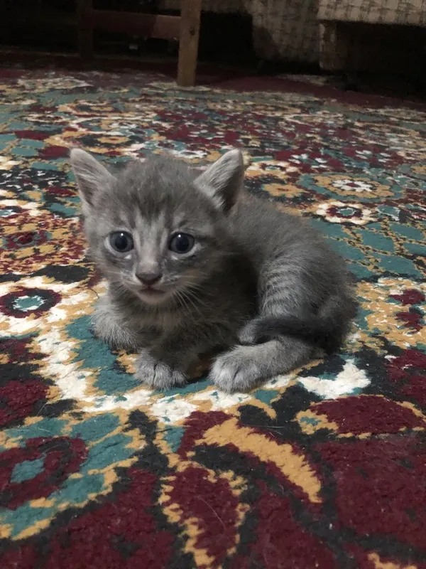 Котята в добрые руки — фото 2