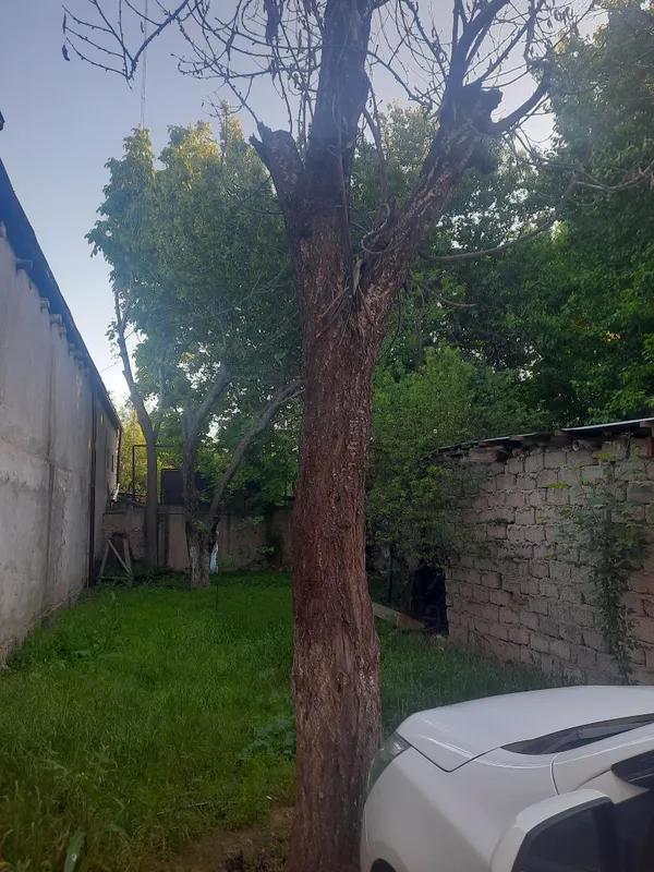 Отдам даром, дрова. Ўтин кесиб кетиш. Отдам даром, дрова. Ўтин кесиб кетиш.