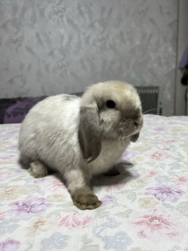 Декоротивные кролики Mini Lop