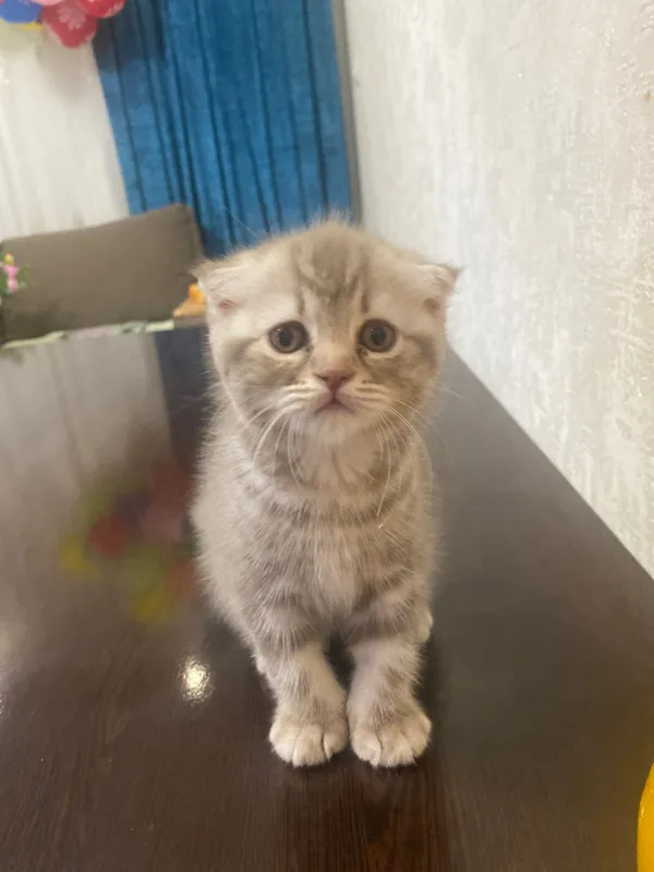 Скотиш фолд котенок