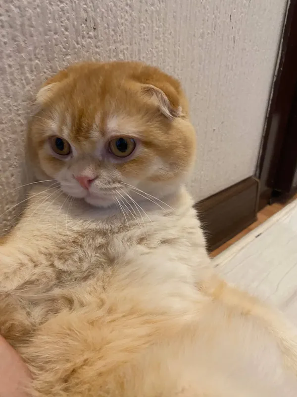 Котёнок 2 Котёнок 2