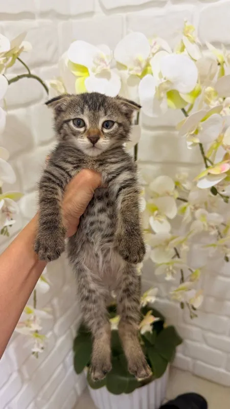 Scottish fold 1ta sotiladi 3ta oddiy parodali mushuk xadyaga beriladi 4 Scottish fold 1ta sotiladi 3ta oddiy parodali mushuk xadyaga beriladi 4