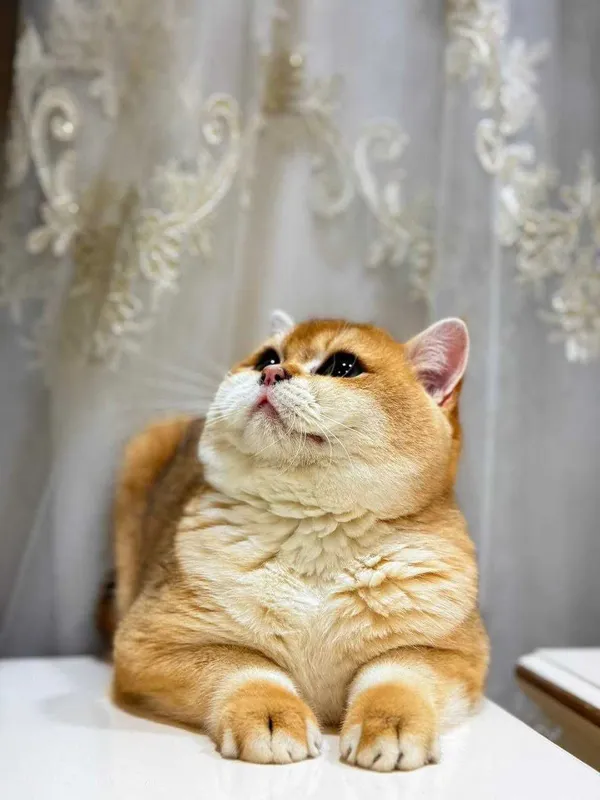 Вязка кошак Mushuk chatishtirish — фото 1