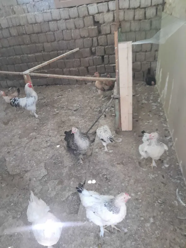 Damashniy tovuqlar sotiladi