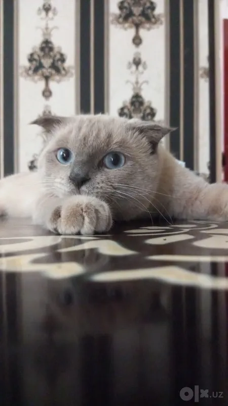 Шотландский вислоухий кот отдаётся в добрые руки Шотландский вислоухий кот отдаётся в добрые руки