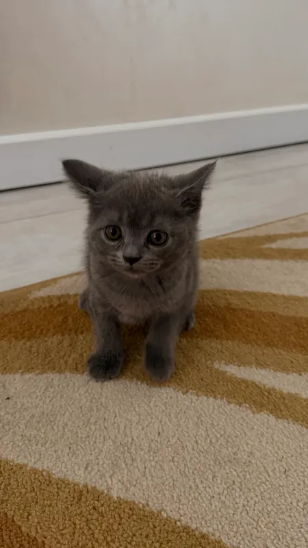 Mushukchalar 4 Mushukchalar 4