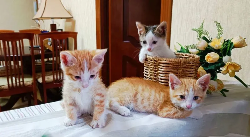 Отдаем котят чистенькие 2 Отдаем котят чистенькие 2