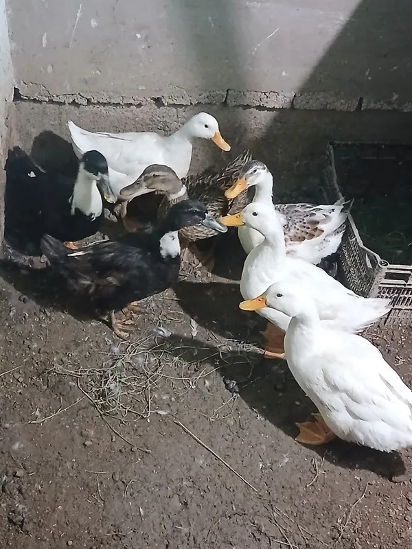 O‘rdaklar sotiladi