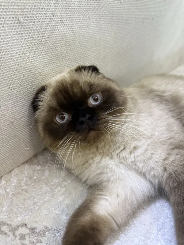 Кот на вязка Скоттиш фолд бесплатно Кот на вязка Скоттиш фолд бесплатно
