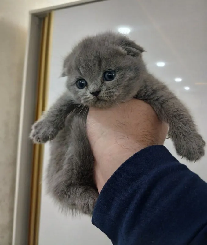 Продам скоттиш фолд