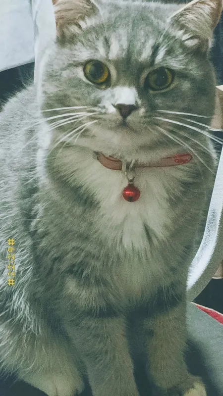 mushuk zotdor