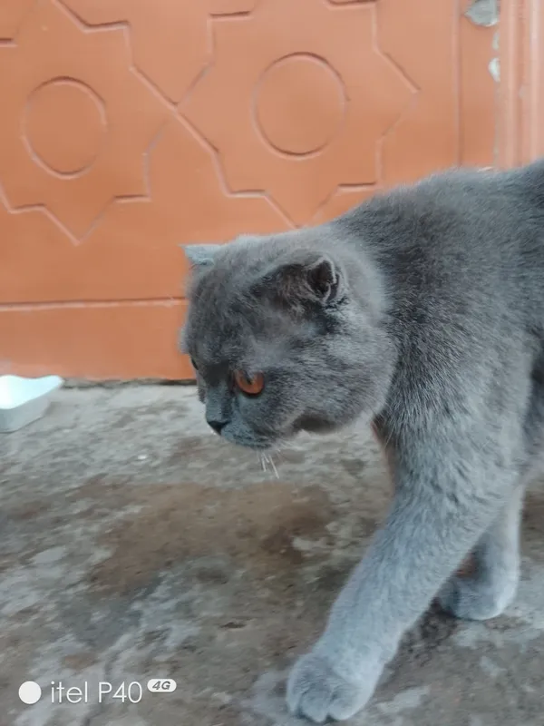 Кошка 1