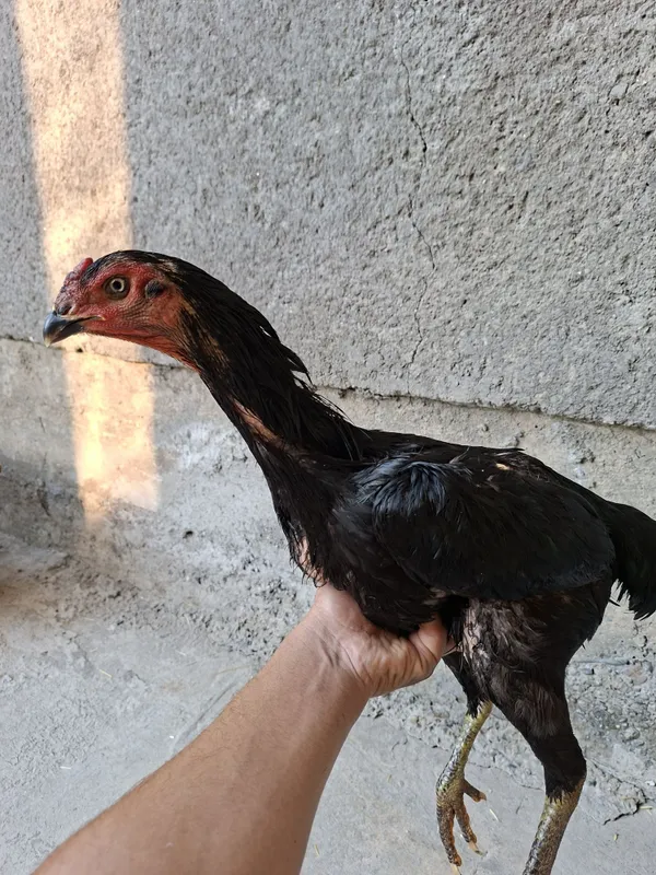 Mokiyonimiz sotiladi qoni toza ganoy bilan karisdan chixgan 5 Mokiyonimiz sotiladi qoni toza ganoy bilan karisdan chixgan 5