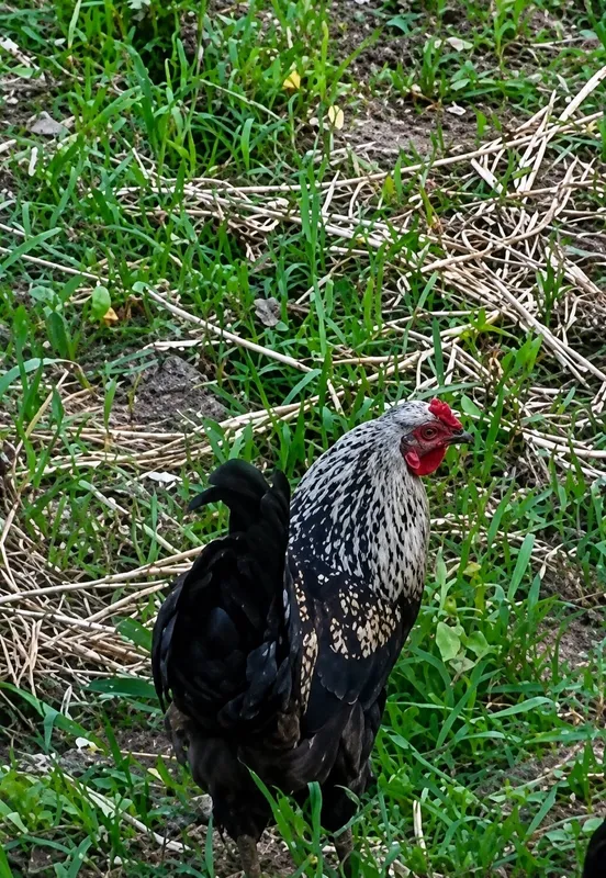 Gigant xoʻroz .bobohoʻroz — фото 1