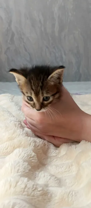 Домашние котята 5 1 Домашние котята 5 1