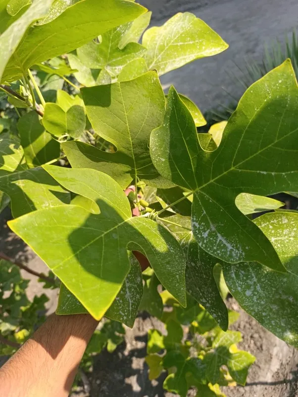 Lola daraxtlari sotiladi