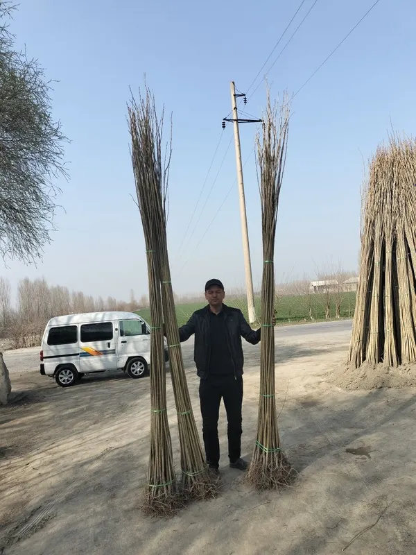Terak kuchat sifatli arzon narhlarda — фото 2