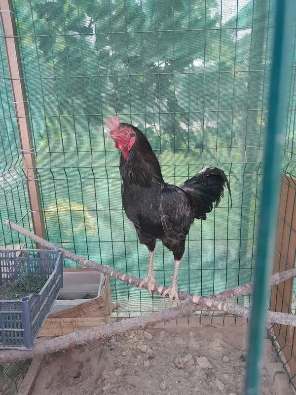Xoroz + tovuq qoshb beriladi